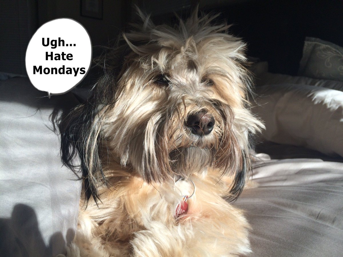 realstevepool's tweet image. It's #NationalPetDay! Here's our dog Maisy right after a mid morning nap.Talk about bed head!