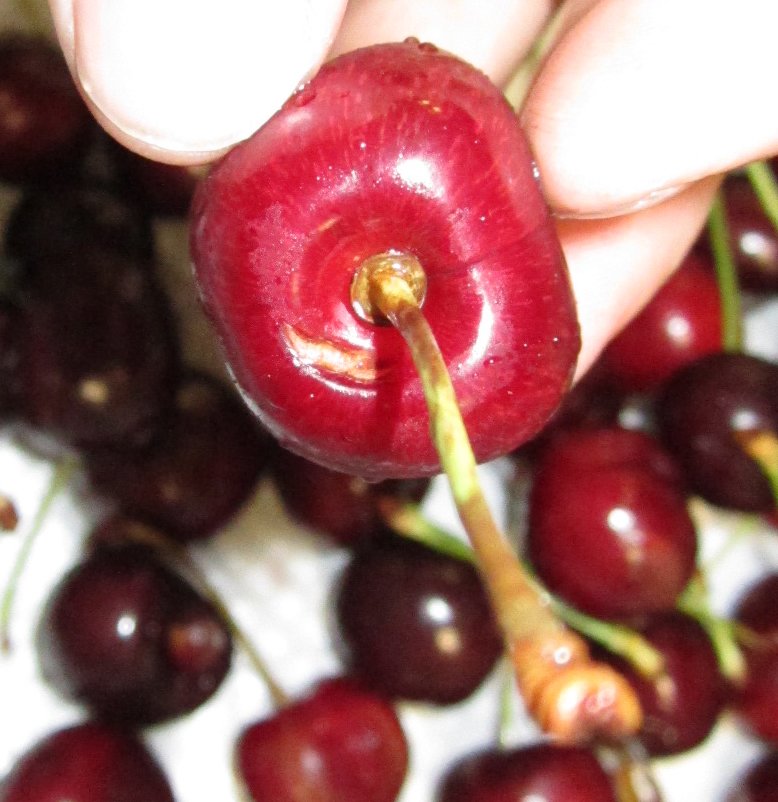 We offer great pricing on our new RP360. Contact <a href="/RedPearlSorter/">Red Pearl Sorter</a> today.  #redpearlsorters #rp360 #cherries #blemish