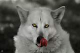MAGS_SP's tweet image. A cenar ! #HungryAsAWolf 😁