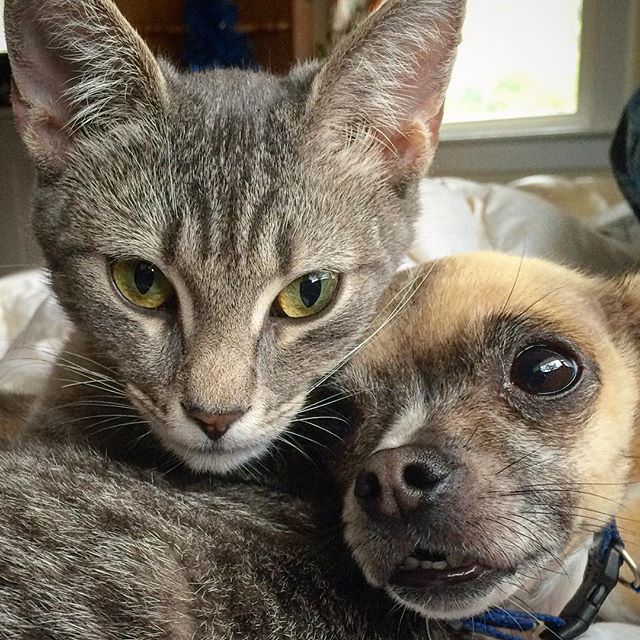 NextwaveClicks's tweet image. #NationalPetDay This is two of them. The third was probably lurking in the background, ready to pounce.