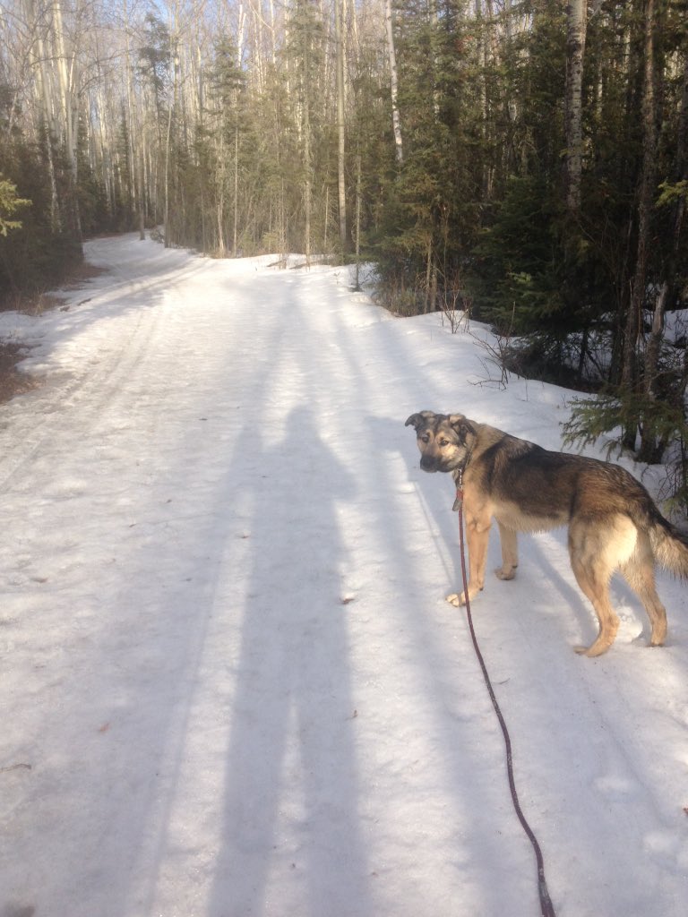 Phil Meagher on Twitter "I'm pretty sure Uno and I are the only ones in Fort McMurray skiing