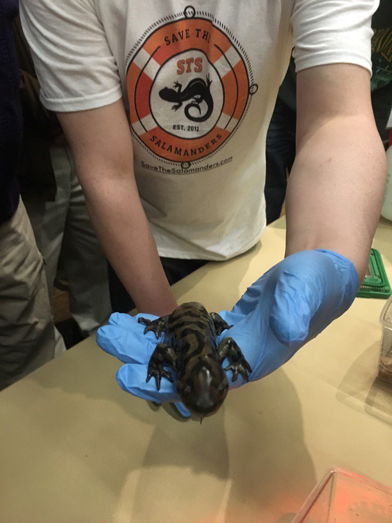 Sue_Peniuk_SSA's tweet photo. #savesalamanders Matt Ellerbeck showing us salamanders at the Hamilton Naturalists Club meeting. https://t.co/EzbLUJuLsn