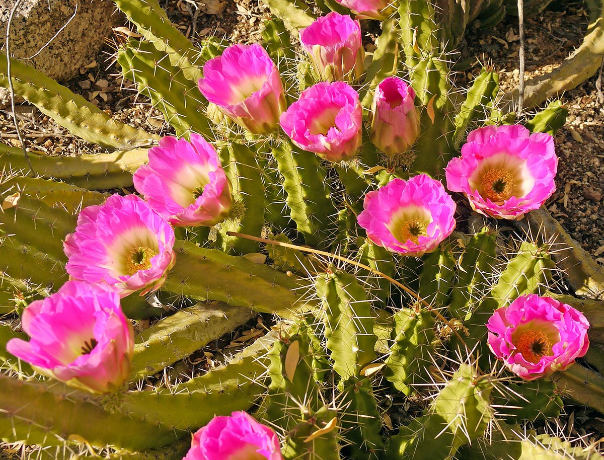 dbgphx's tweet photo. New bloom: Echinocereus berlandieri in front of Webster Center. https://t.co/UTCOyo6NjI