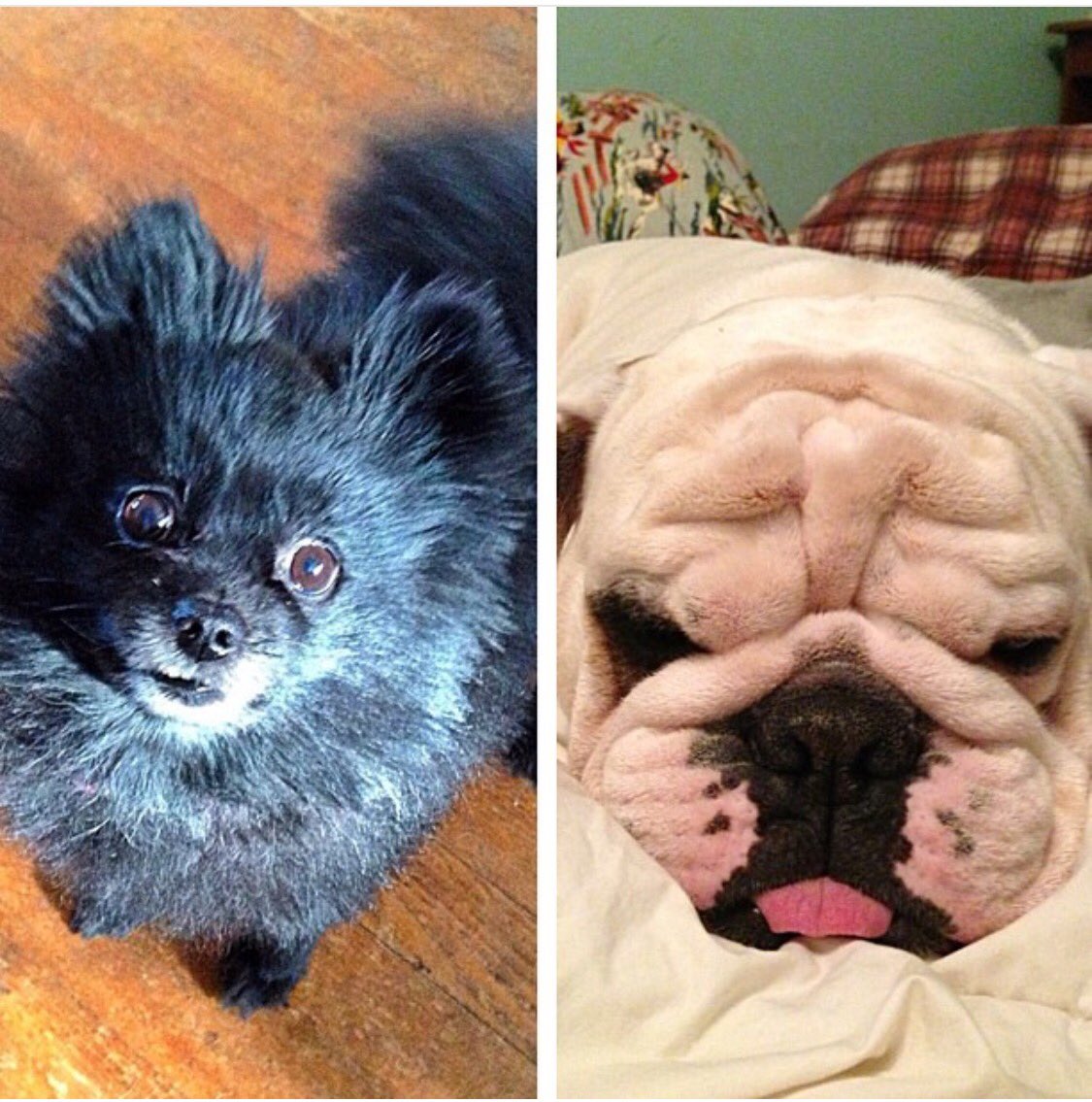 CoreyConn0's tweet image. #NationalPetDay ❤️