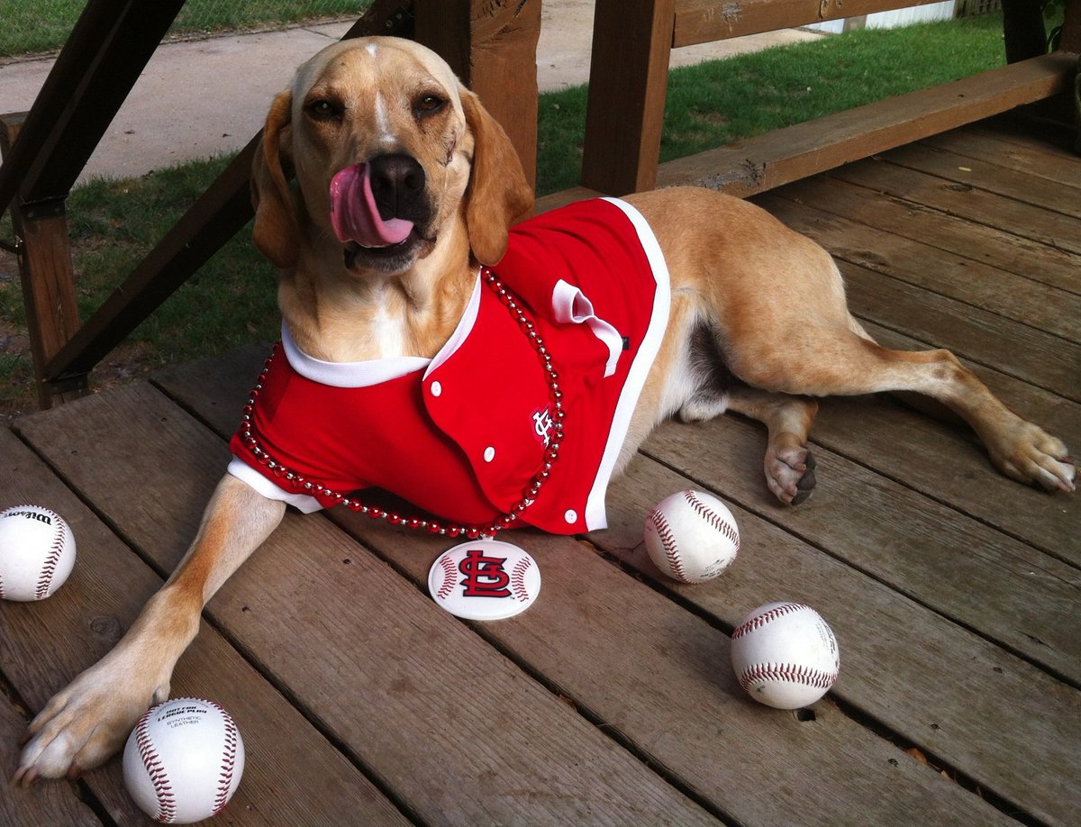 marshall_dog's tweet photo. Way to go #CardinalsHomeOpener --HUGE win today in my hometown! @Cardinals #NationalPetDay https://t.co/0mfrULELyy