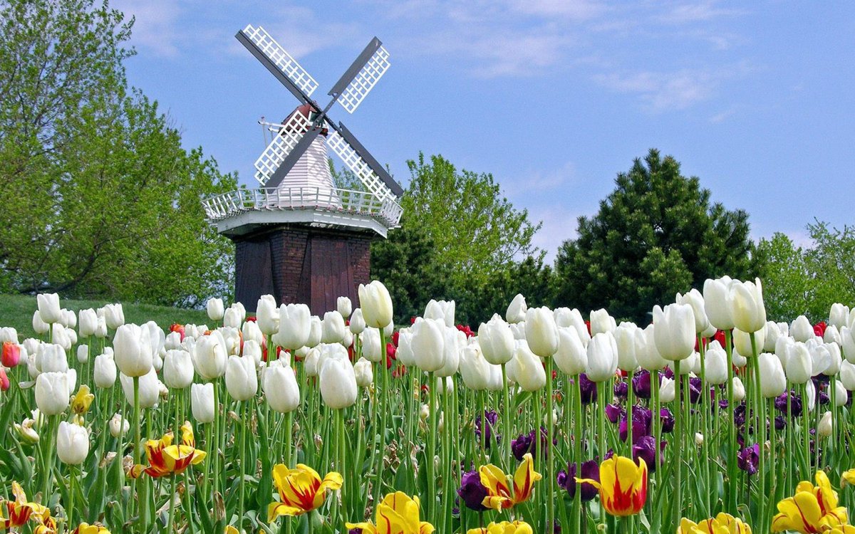 RC_Amaryllis's tweet photo. Flowers and mills, Have an awesome day!
#flowers #flowering #HappySpring https://t.co/XJagVDQnXE