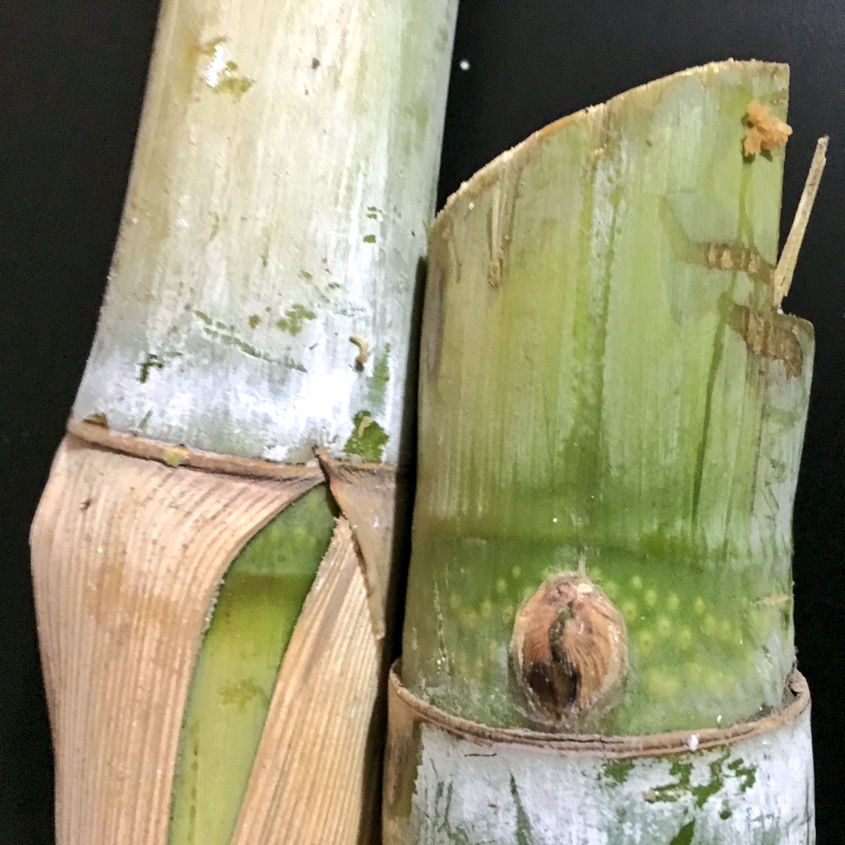 Fresh cut sugar cane from a friends yard is pretty hard to beat! Life is sweet!