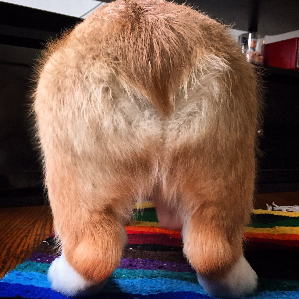 Happy #NationalPetDay ! #corgibums