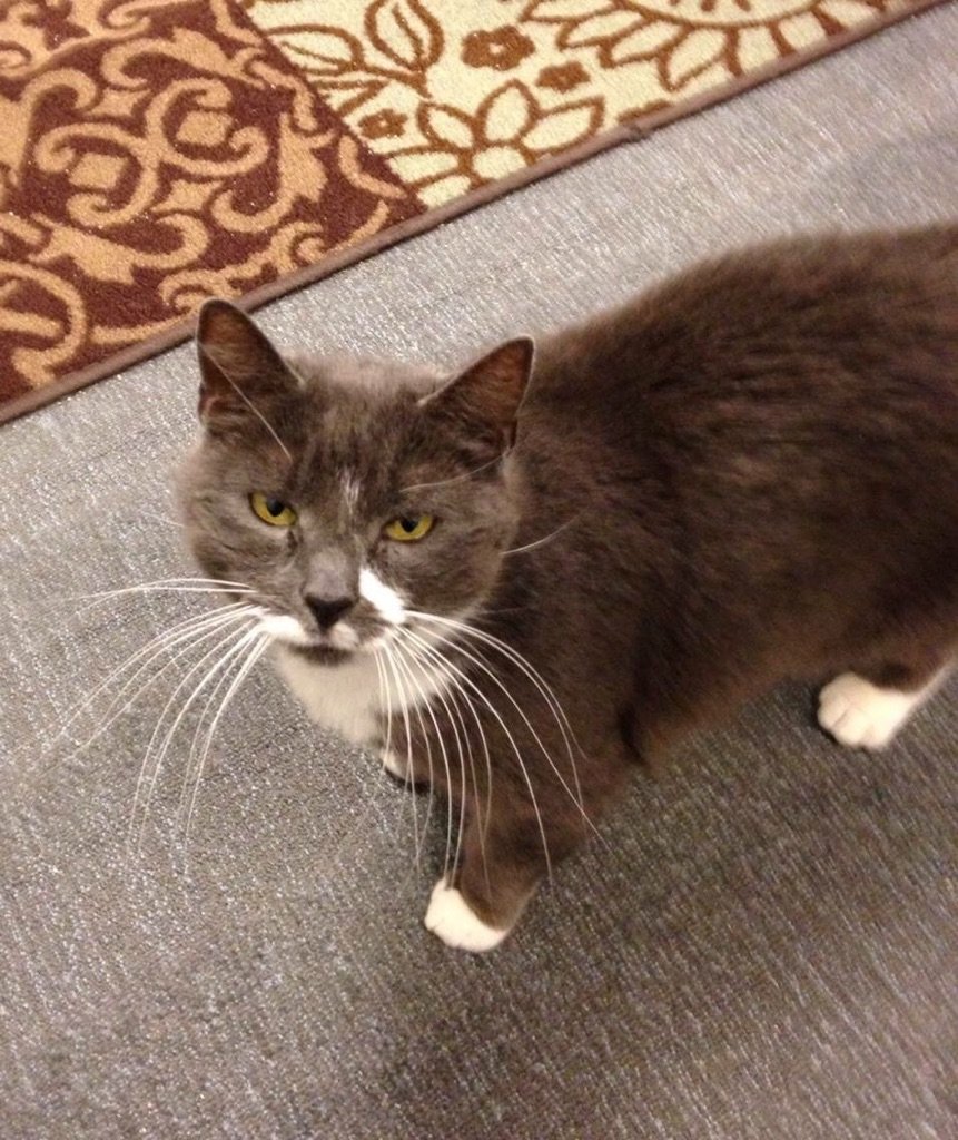 Quattrothecat's tweet photo. Such GREAT NEWS! 💞😽 Thanks to Blake, Gracie found her forever home today. Makes us so happy and grateful. https://t.co/2cu0a1xQYr