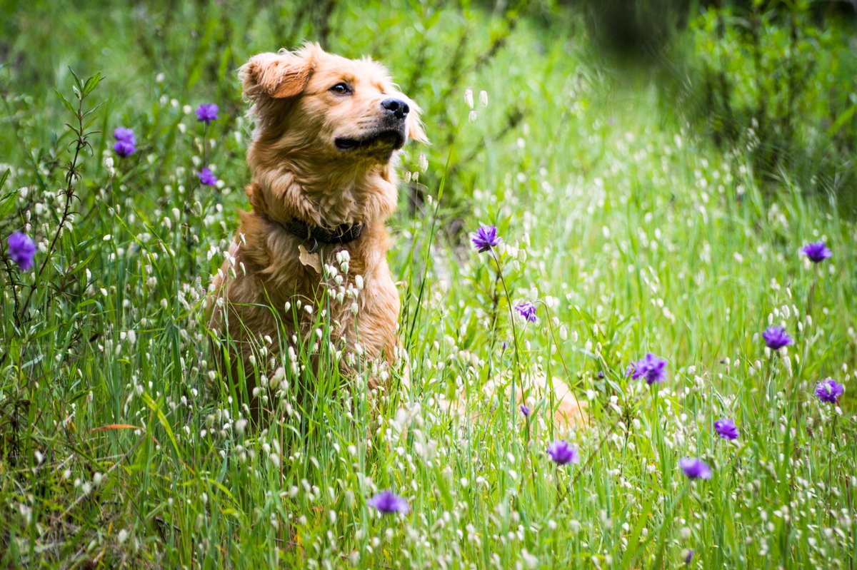 blondehat's tweet photo. Canis familiaris #bluedicks #wildflowers #dogsoftwitter #MuttMonday https://t.co/NBsZ2Xq49c