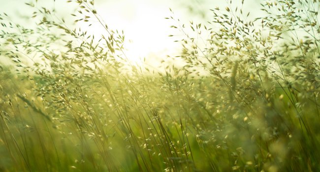 RestoreHealthDC's tweet image. Are you suffering from seasonal allergies? Dr. Safayan offers an allergy elimination therapy called NAET. Call us!