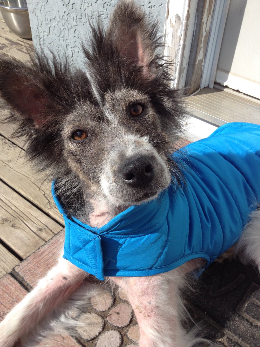 northern lights dog rescue