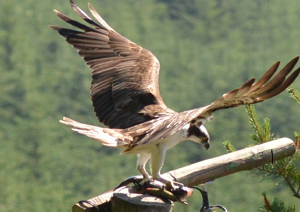 Great news - White SS has returned with a stunning new partner: tweedvalleyospreys.com/2016/04/26/the…