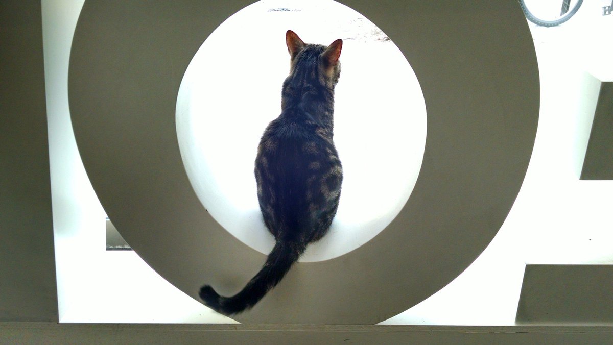 Neo_Places's tweet image. #meow #multiusage places neoplaces.com/2016/04/25/182…