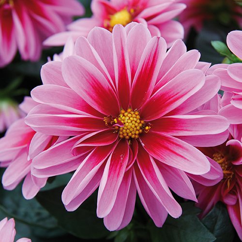GrownDirect's tweet photo. Begonia, Dahlia, Dianthus &amp; more - Mix &amp; match any 18 beautiful flowering patio basket plants for only £16.95 https://t.co/P8tSshLw9u