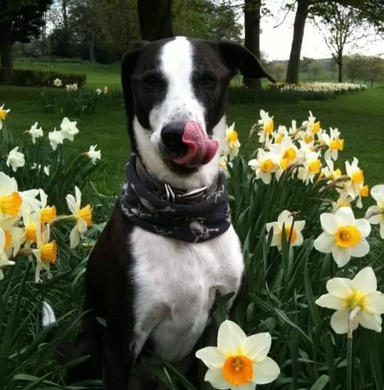 springyspringer's tweet photo. Thinking of my friend Brock on this very sad day :(  
See you again someday dude x
#BatdogBrock https://t.co/2rUbb5Zf35