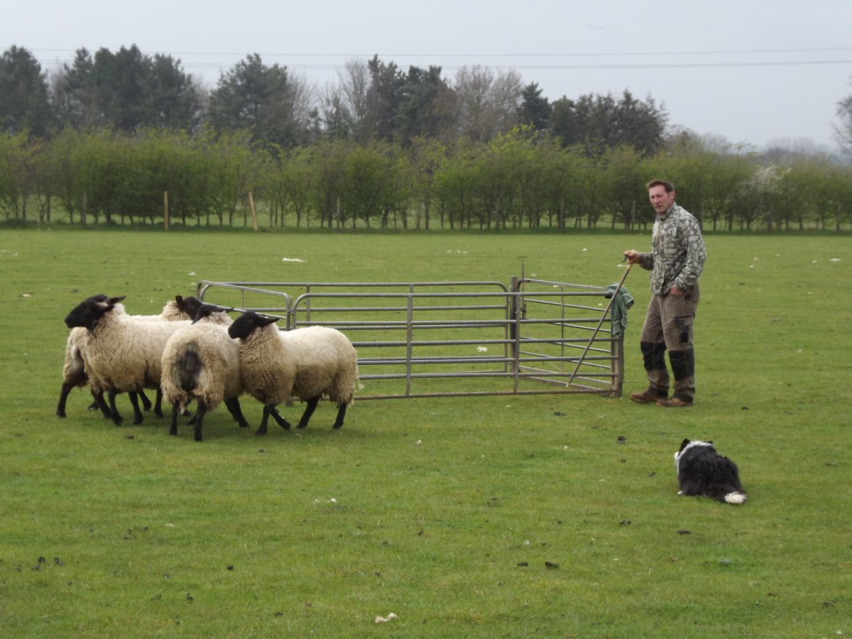 National Sheep Dog Trials# at Snettisham Park June 18th/19th using our Snettisham Park sheep. Do come and watch!!