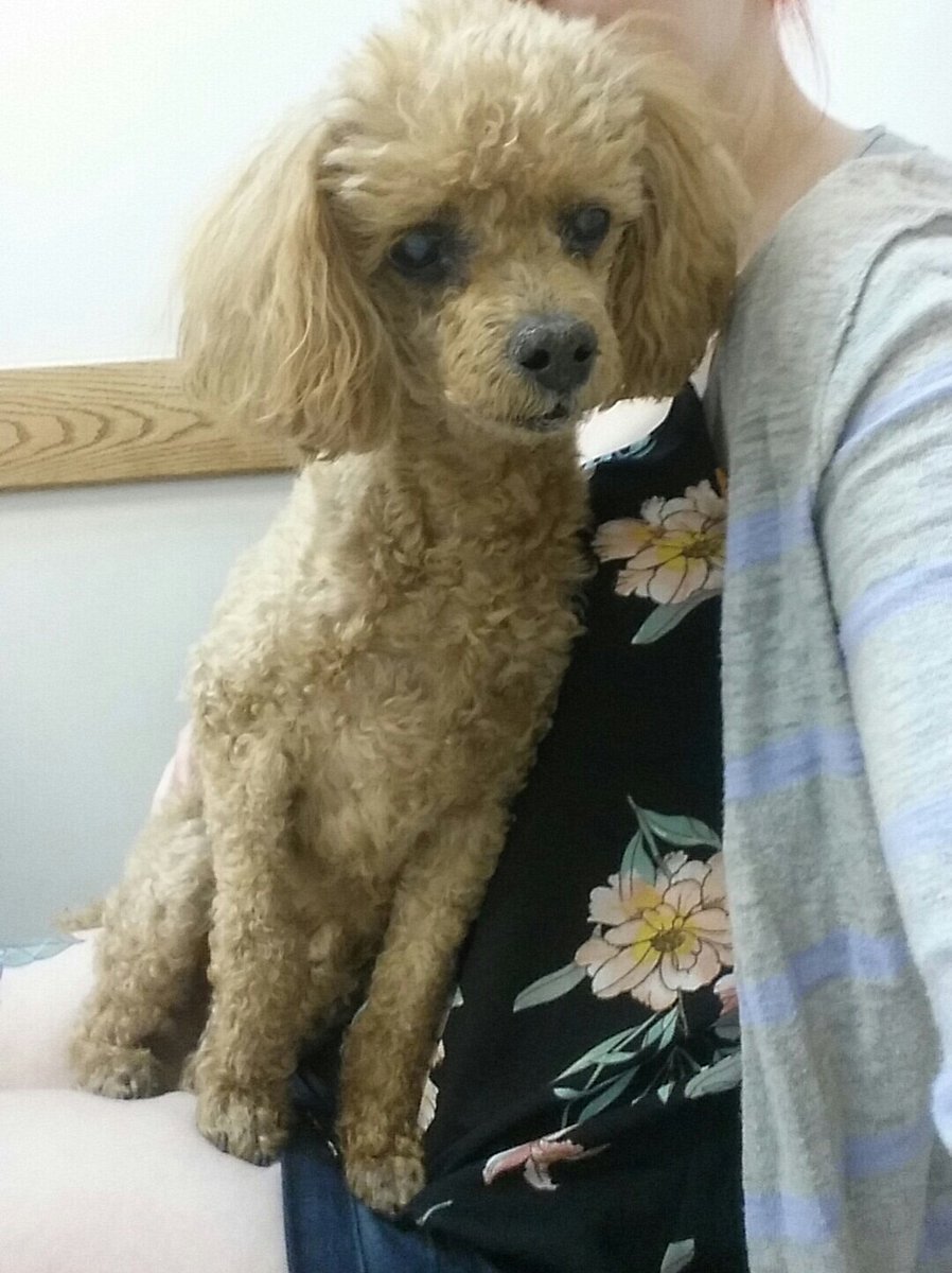 crumpy_cat's tweet photo. We're at the vet for vaccinations :'( its ok baby... Mama's here :) https://t.co/sqL1V78Vsy