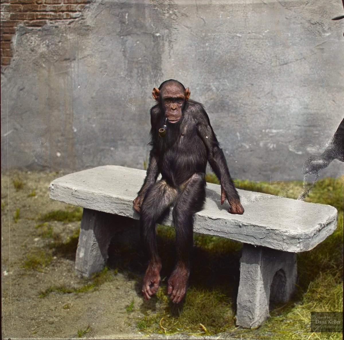 _HistoryInColor's tweet image. &quot;Mary&quot; the chimp, sitting on a bench with a pipe, ca 1940 #colorized facebook.com/HistoryInColor…