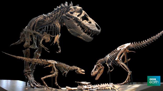 BBCEarth's tweet photo. 6 things you might not know about the tyrannosaurs https://t.co/Qas9qFQXq5 https://t.co/Vd45ynhm4e