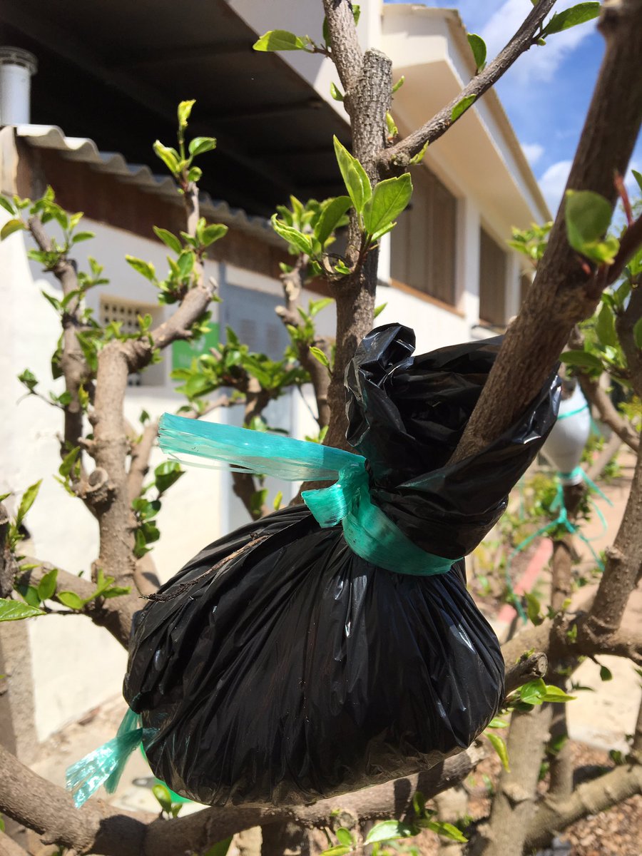 Fitoloyal's tweet image. Acodo aéreo de Hibiscus 🌸🌿#acodo #layering #hibiscus