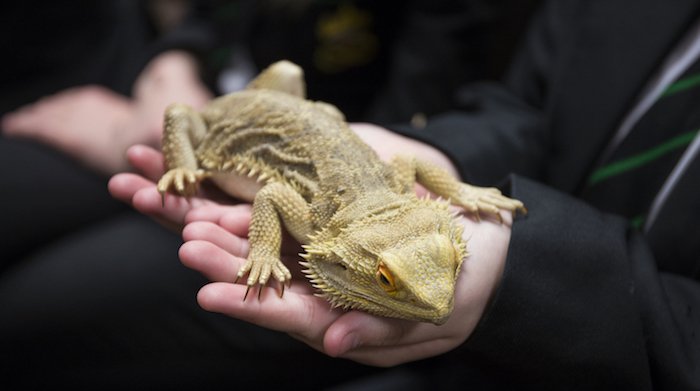 barrbeaconsch's tweet photo. The @AnimalManBham visited us last week, bringing animals from across the globe! Read More - https://t.co/Ktq6IUhBao https://t.co/LMuzNOgn7I