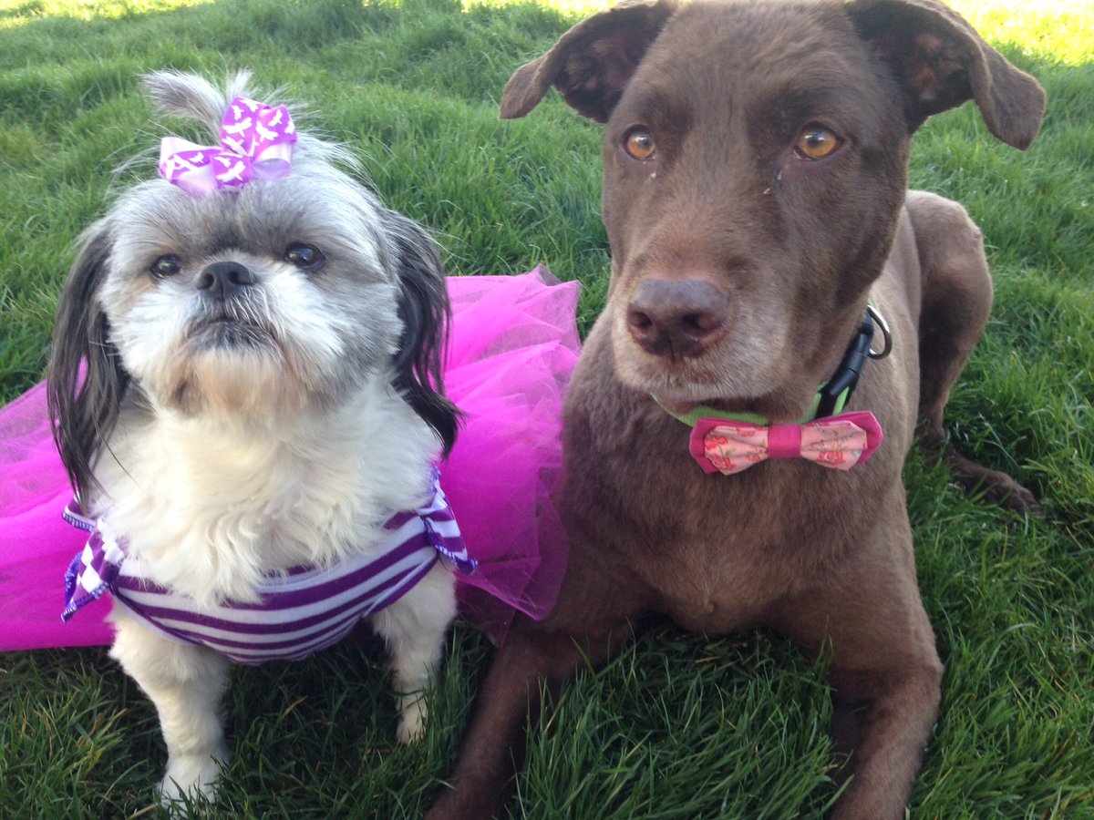 misscocobeans1's tweet photo. Bella and I wanted to wish you all a Happy Tuesday!💜💖 #dogsoftwitter #rescuedogs #shihtzu #AdoptDontShop https://t.co/XxII90auOx