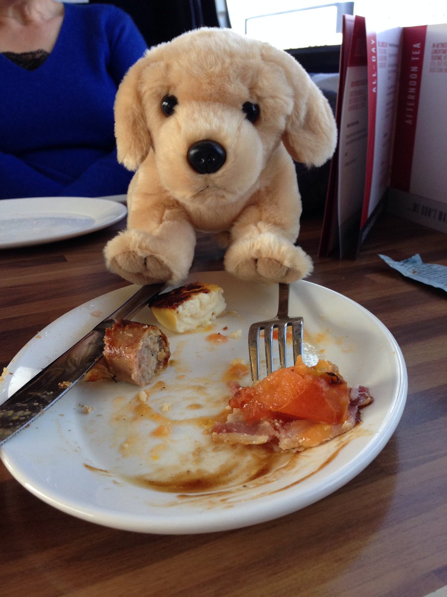 Peterborough Station mascot 'Branson' had a wee trip up to York today. He ate a WHOLE full English. Naughty puppy!