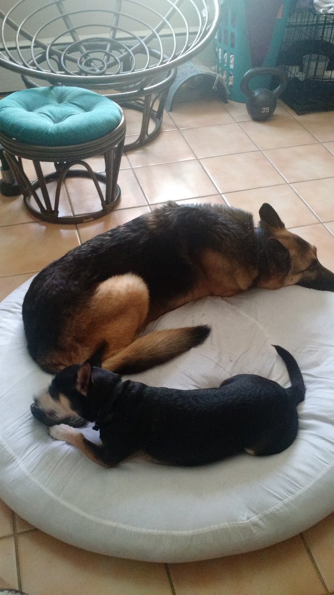 Brother stole the bone! #bonetheif #dogswillbedogs #itsadogeatdogworld