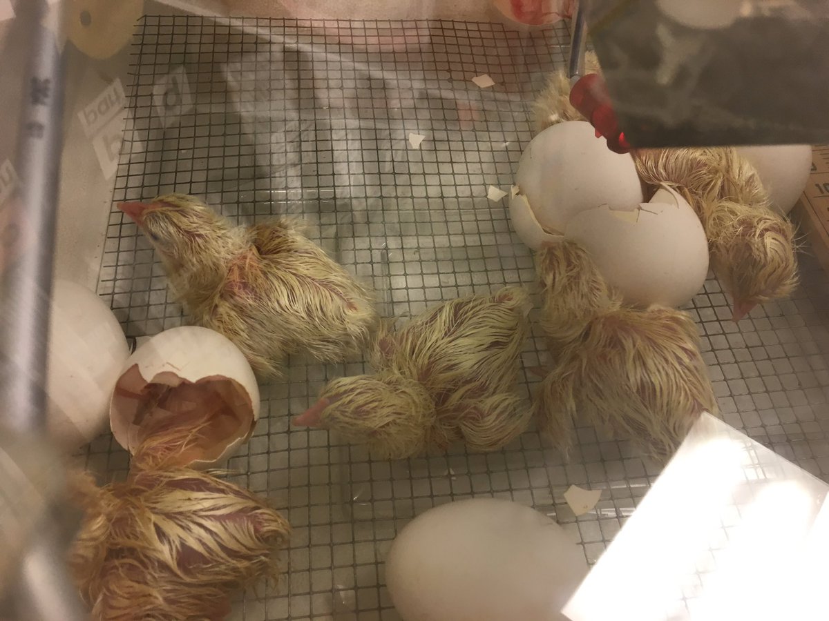 It's Chicks Hatching Week! #chickhatching We now have 9 hatched and 3 more to go.