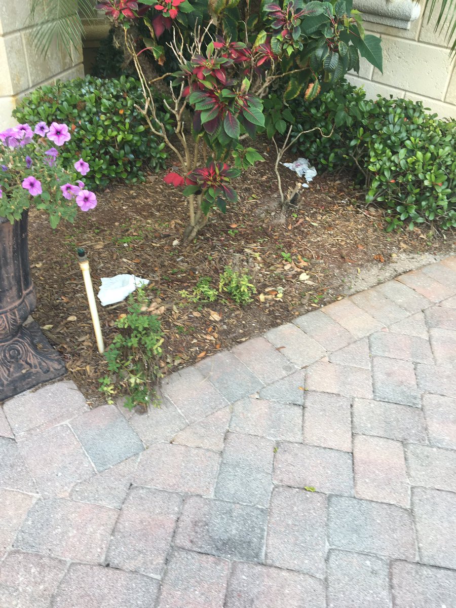 Catteam65's tweet image. Living thru construction @PulteHomes daily trash. #pawful