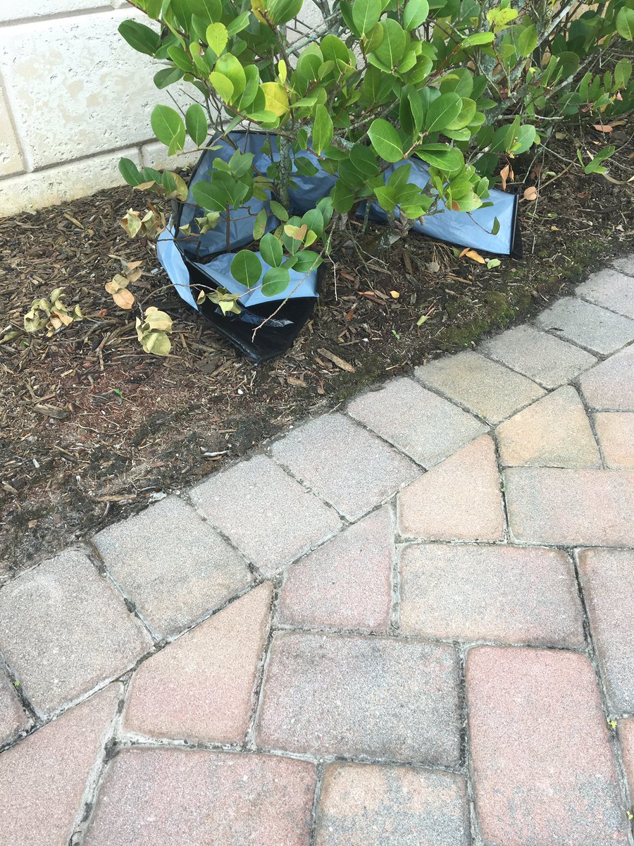 Catteam65's tweet image. Living thru construction @PulteHomes daily trash. #pawful