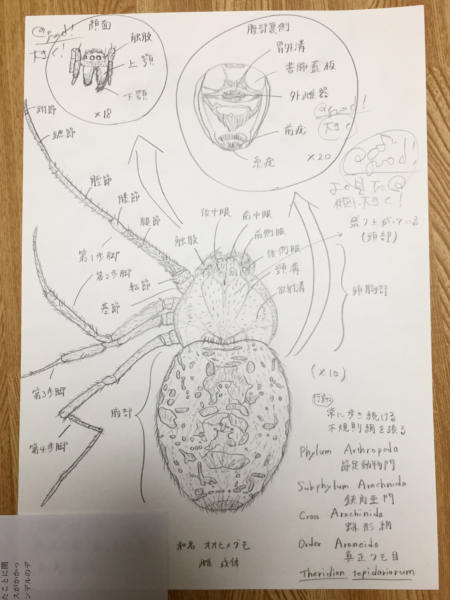 生物30分ボールペンスケッチ Bisketch08 Twitter