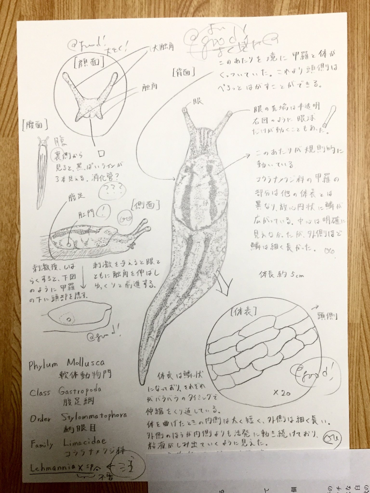 生物30分ボールペンスケッチ Bisketch08 Twitter