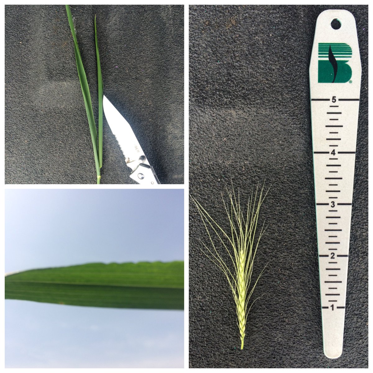ChadwithBecks's tweet photo. #Wheat planted 1st wk Oct in https://t.co/0m23wQVMtk is Feekes 8-9, flag leaf emergence. Assess fungicide needs now. https://t.co/VLHHpJslDo