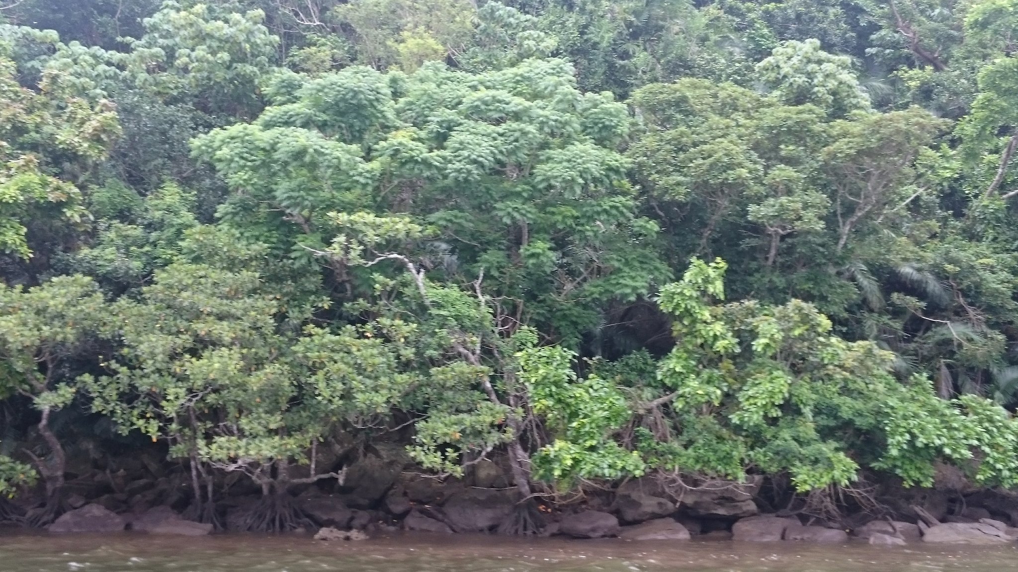 オリーヴ 西表島 仲間川でマングローブクルーズ 広大なマングローブ林は 圧巻 流域は 国指定の天然保護区域で 国内の２５ を占め６種のマングローブが 観られるそう 河口を出発すると まず マヤプシキ群落 が