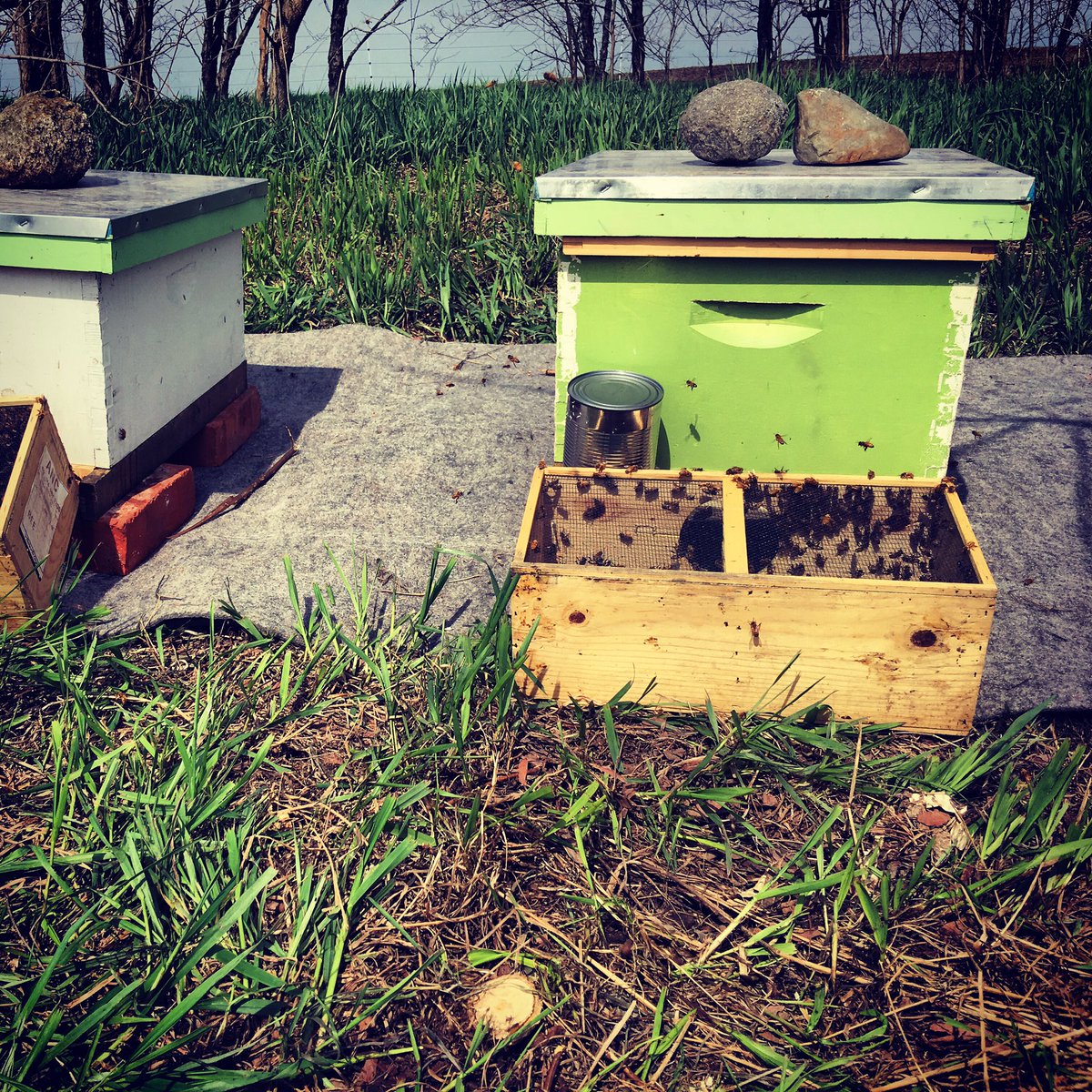 Welcome to your new home #honeybees! #iowa #spring