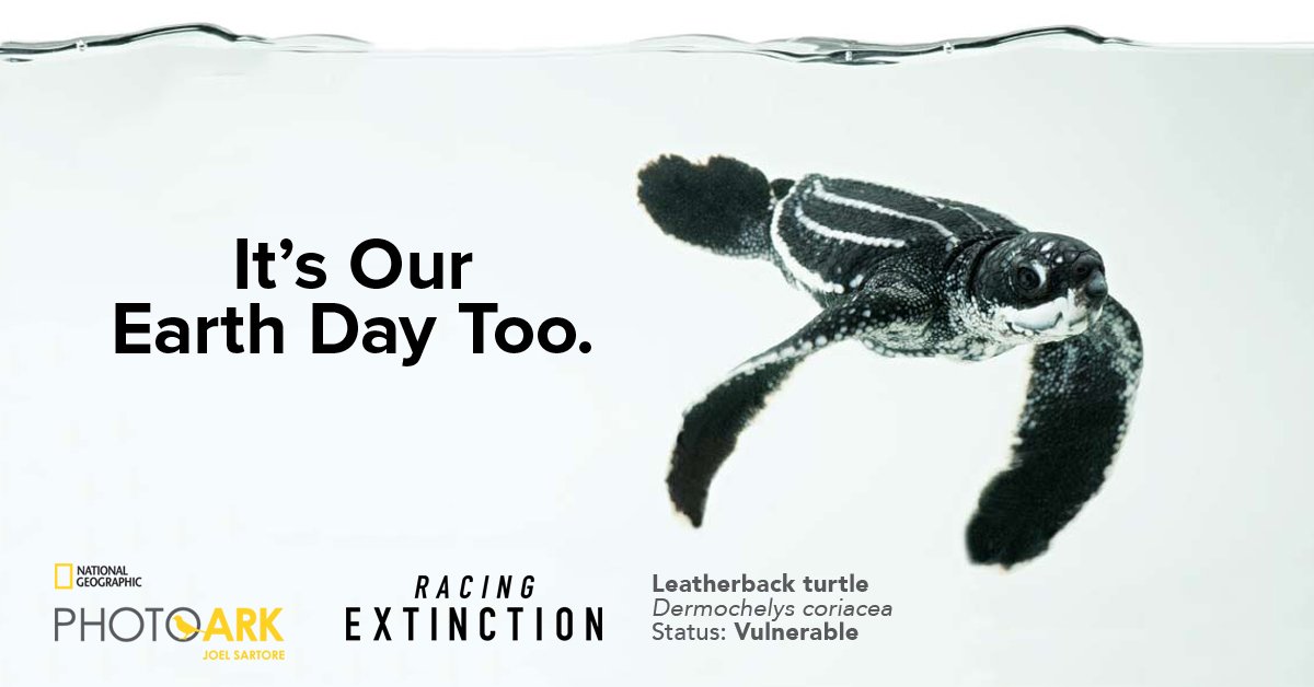 RacingXtinction's tweet photo. These are only remaining reps of #turtle family tracing back 100M yrs. Let's keep them here: https://t.co/7HtzeNaPeQ https://t.co/hxD033oYCN