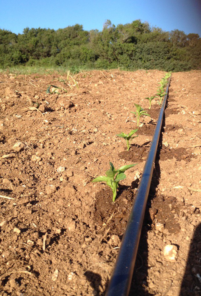 Pmmanca1's tweet photo. #biopertutti 🌿 https://t.co/R1I829wj0w