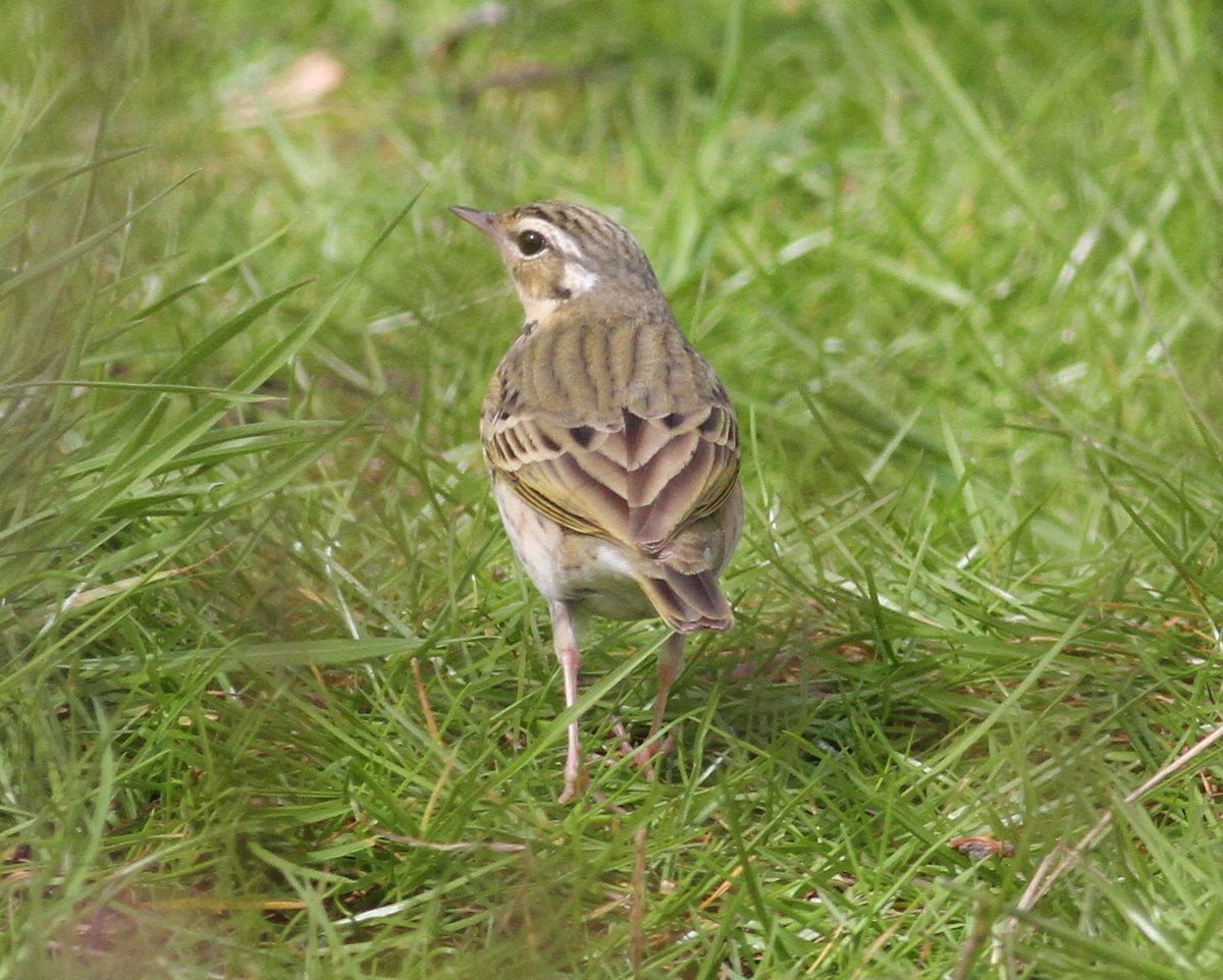 ijandrews1's tweet image. Olive-backed Pipit at Scoughall this p.m. @birdinglothian