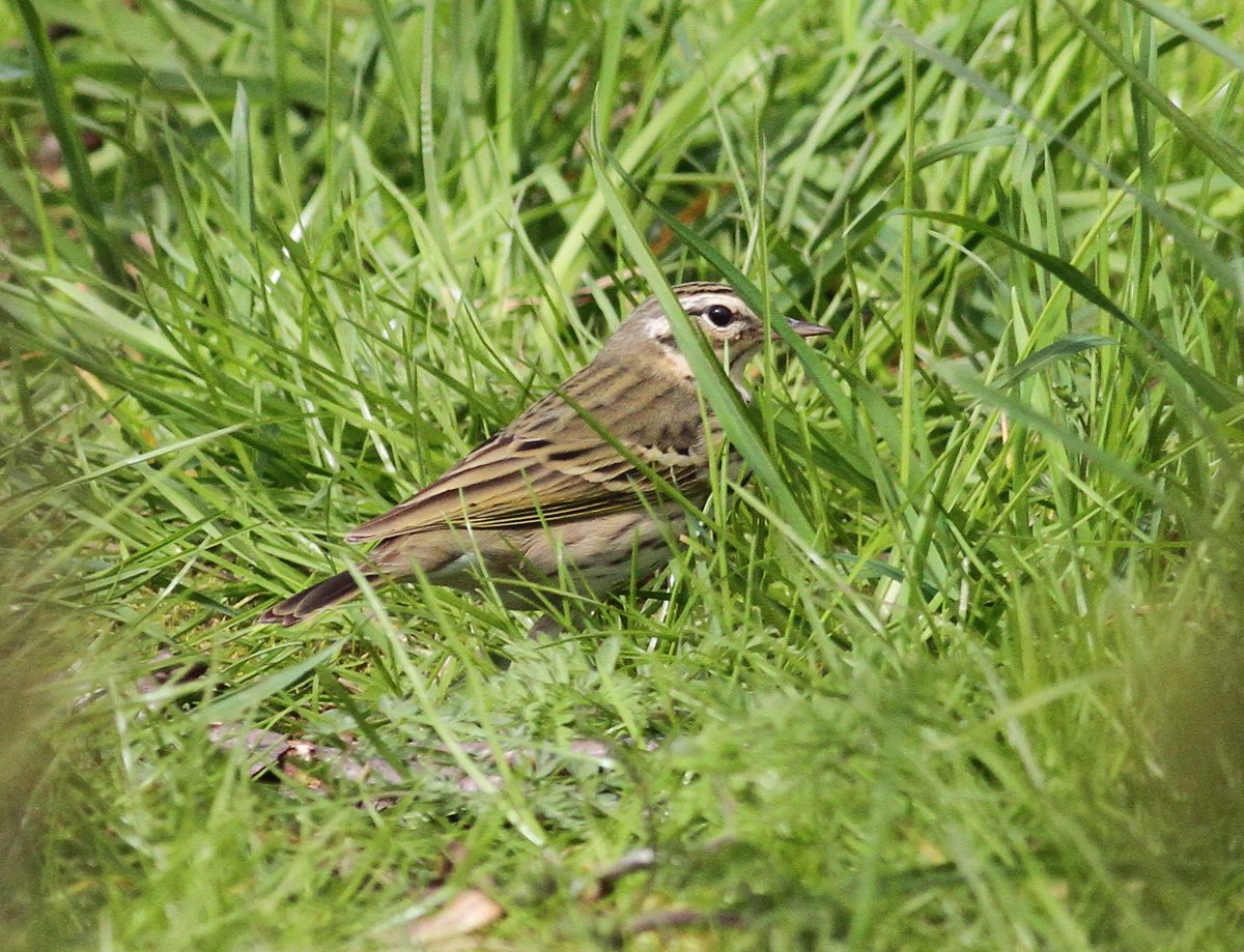 ijandrews1's tweet image. Olive-backed Pipit at Scoughall this p.m. @birdinglothian