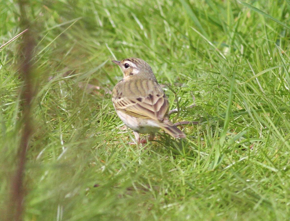 ijandrews1's tweet image. Olive-backed Pipit at Scoughall this p.m. @birdinglothian