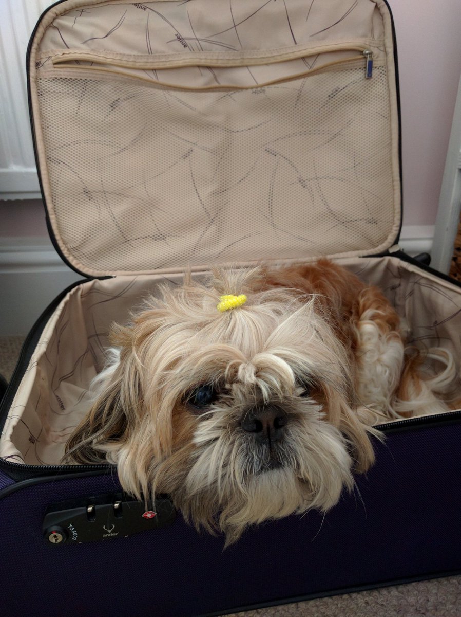 LadyMShihTzu's tweet photo. All the essentials packed for holiday
#ShihTzuProblems https://t.co/KR2pgvm0VB