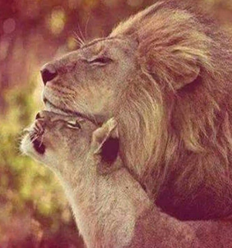 mzlle_sa's tweet photo. Every Queen need a King to protect and love her ♡ https://t.co/wHmZkgfPo6
