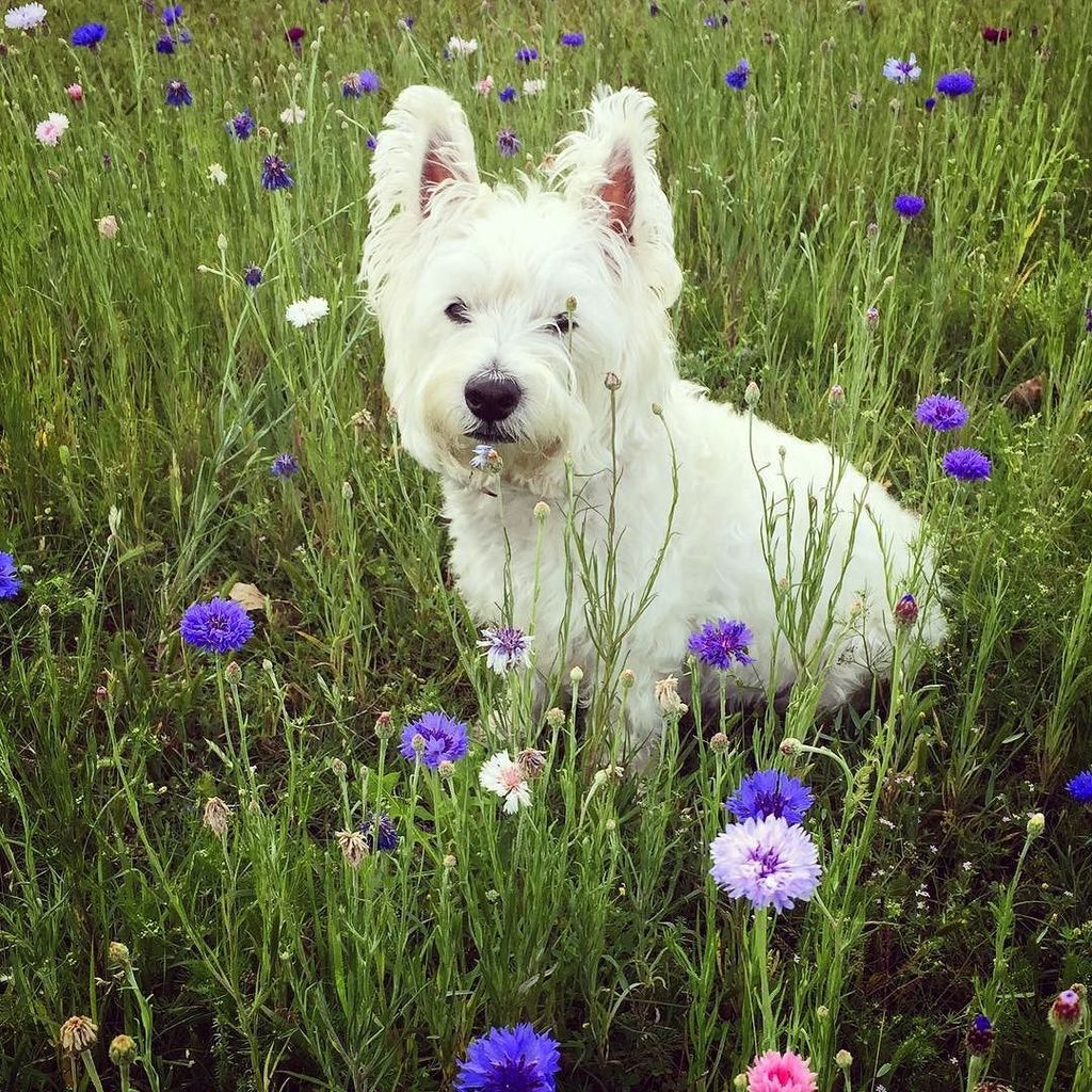 WestieGeorgeC's tweet image. Found a field of wildflowers to sit and collect my thoughts 🌱🌷🌱#DeepDogThoughts 🐾#i❤️nature