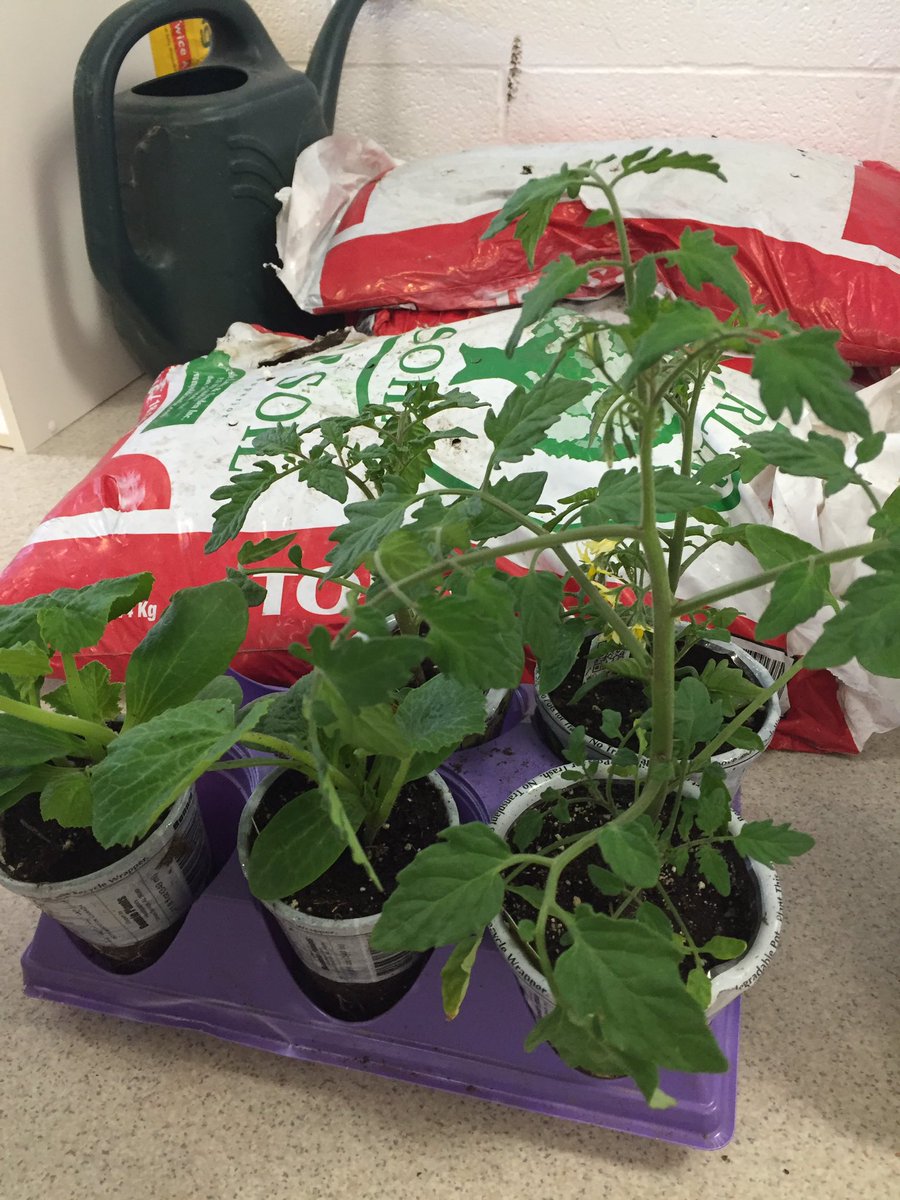 l_chamberlain15's tweet image. Our 7th graders celebrated earth day on Friday! #learningisdoing