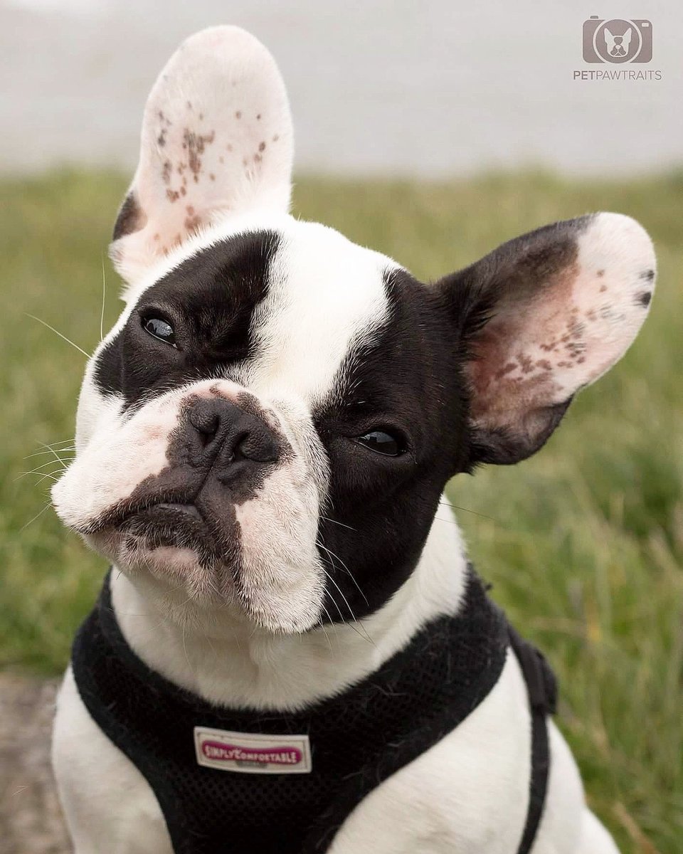 LennyDeFrenchie's tweet photo. So happy the sun is back. #ireland #dogsoftwitter #love #frenchie #dublin #petpawtraits https://t.co/sq13oRRaYI