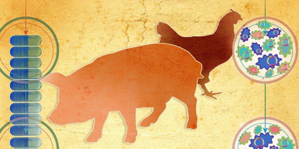 Reduced antibiotic use in #livestock wp.me/p1zQ5v-3XZ how Denmark tackled resistance via <a href="/StopSuperbugsEU/">StopSuperbugsEU</a>