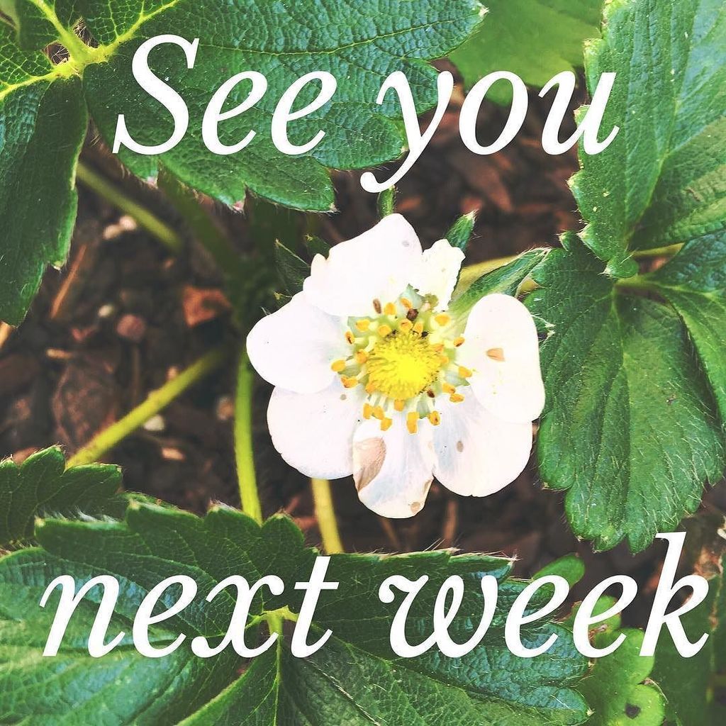 MakeItGoodApoth's tweet image. We aren't going to be at the market today but we'll be back next week with fresh skin care goodies, facial bases, a…