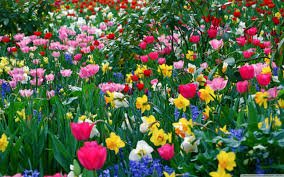 The Beauty Of The Four Seasons
tinyurl.com/c3j66o7
#DJB #Beauty #FourSeasons #SpringFlowers #SummerBreeze